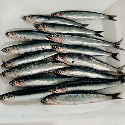 Pescado azul - Hermanos Rosso